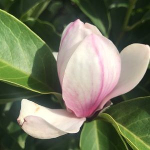 Meet your Posher, Jo lee